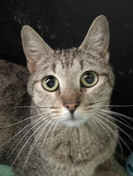 Hope, a ADOPTABLE mixed breed in Santa Rosa, CA image 2/2