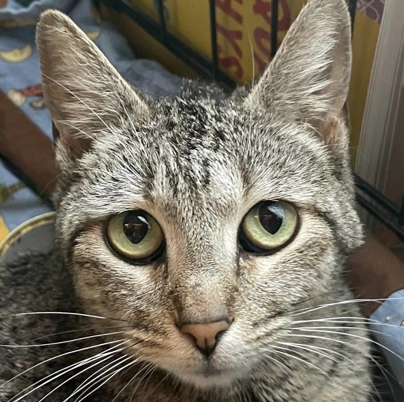 Enlarge Hope, a ADOPTABLE mixed breed in Santa Rosa, CA image 1/1