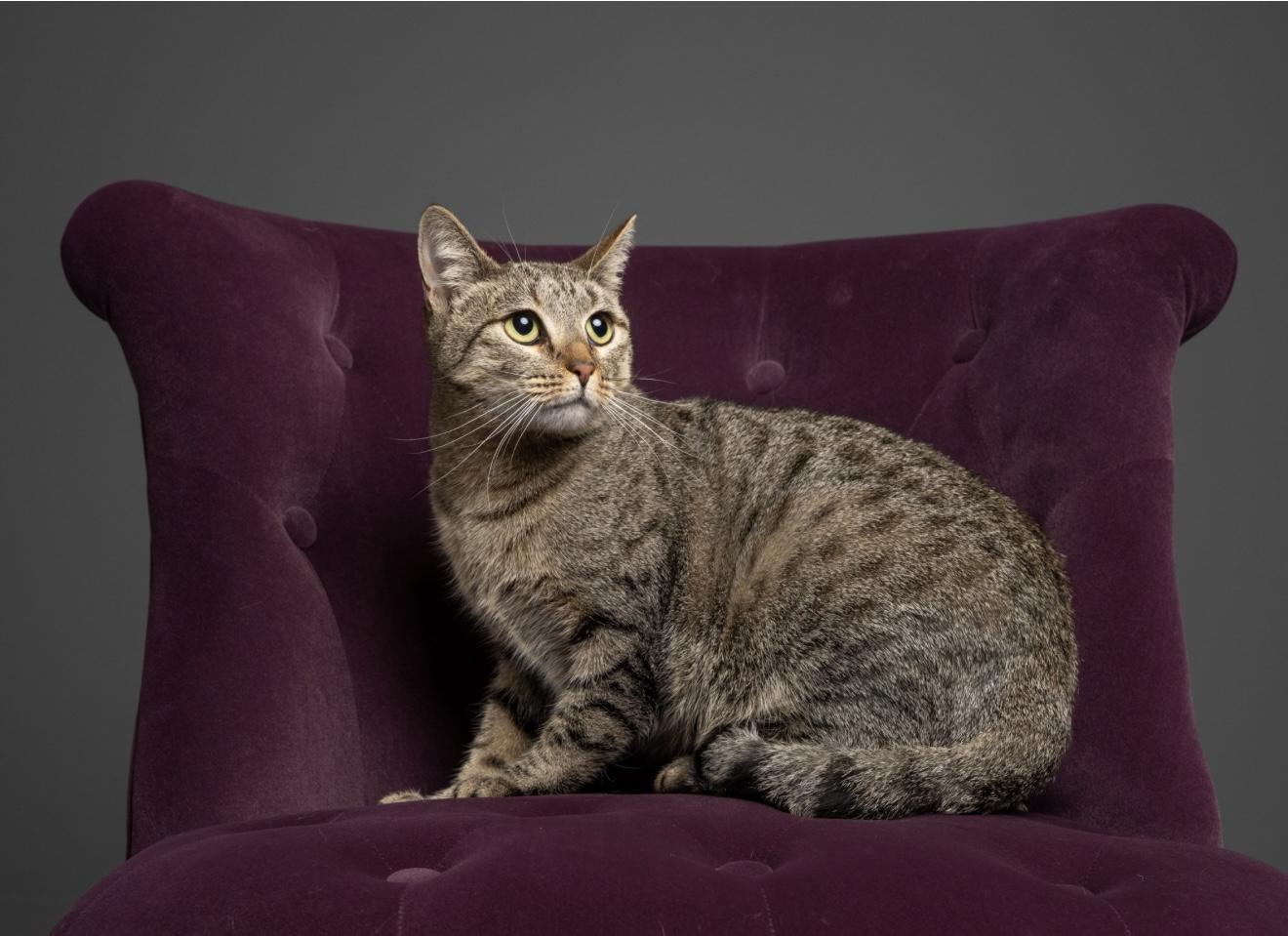 Enlarge Hope, a Adoptable mixed breed in Santa Rosa, CA image 1/4