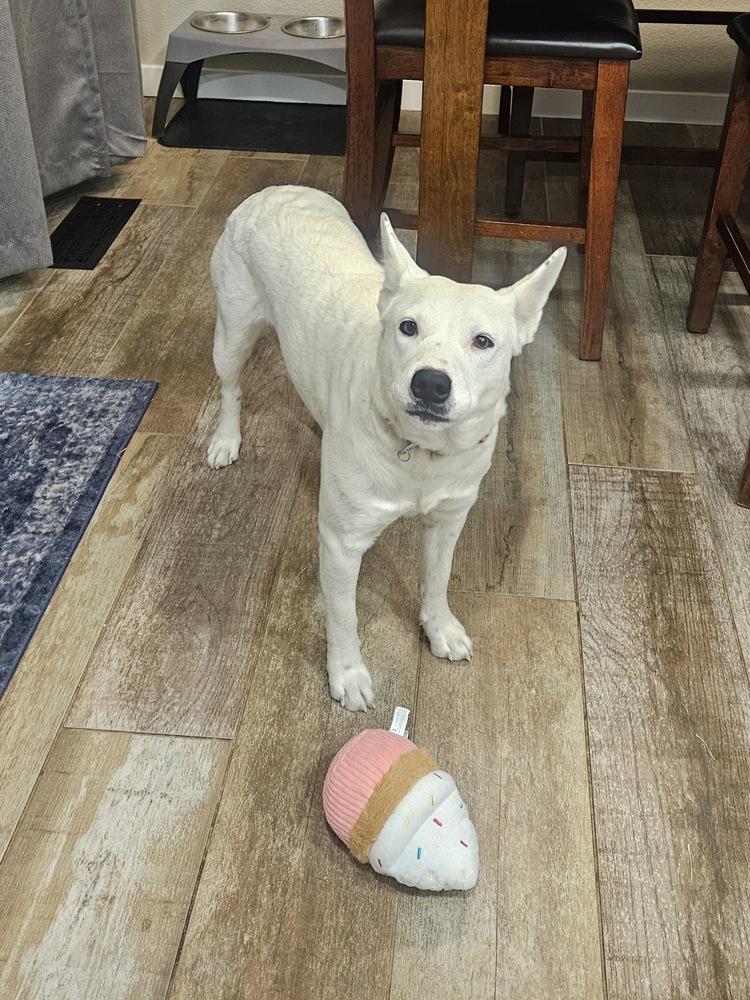 Baguette, Adoptable, Adult Female Cattle Dog.