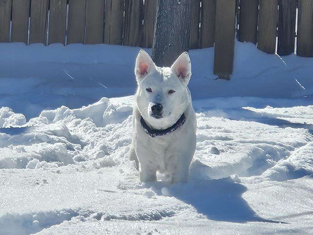 Enlarge Baguette, a Adoptable mixed breed in Sedalia, CO image 1/6