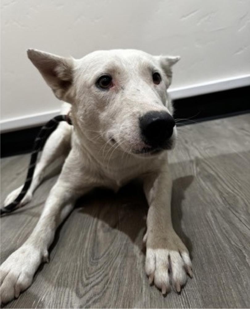 Enlarge Baguette, a Adoptable mixed breed in Sedalia, CO image 2/6