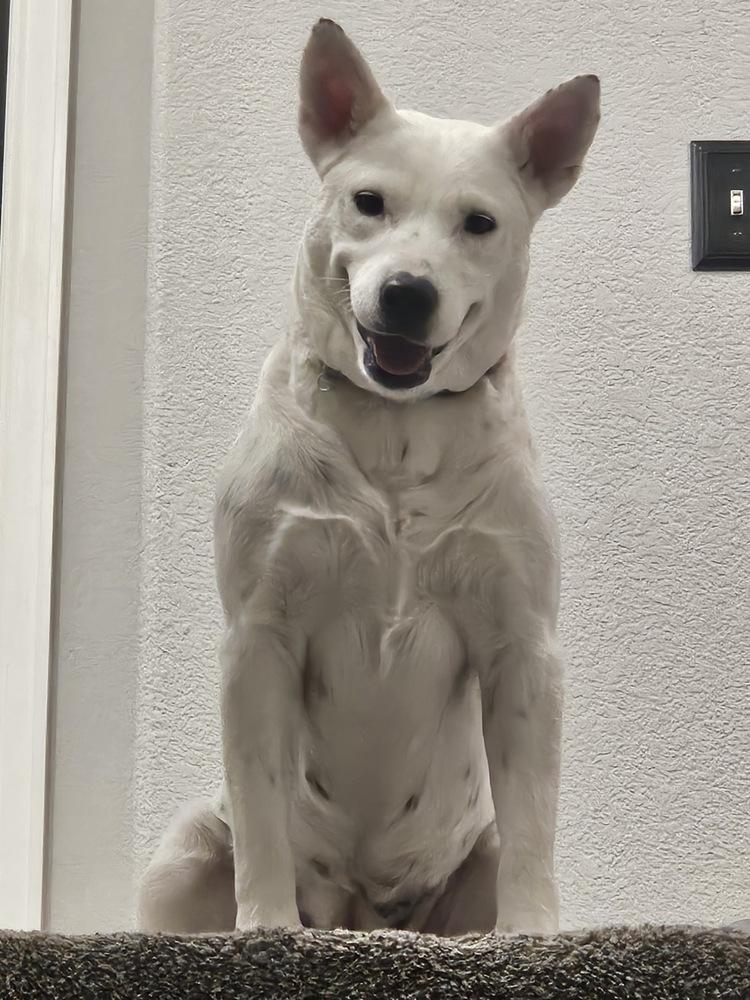 Enlarge Baguette, a Adoptable mixed breed in Sedalia, CO image 4/6