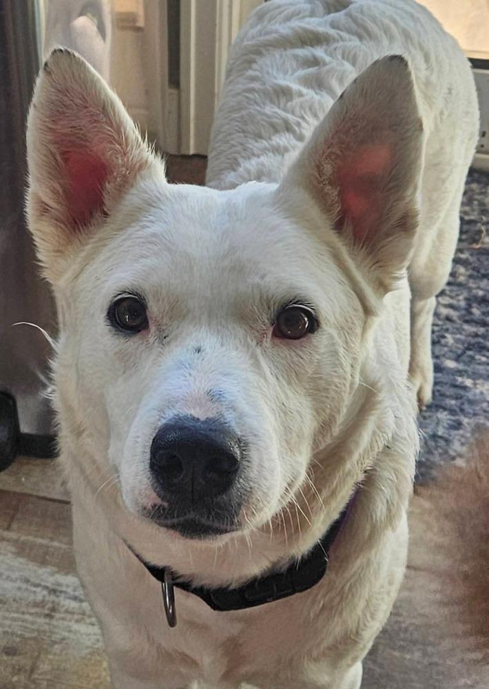 Enlarge Baguette, a Adoptable mixed breed in Sedalia, CO image 3/6