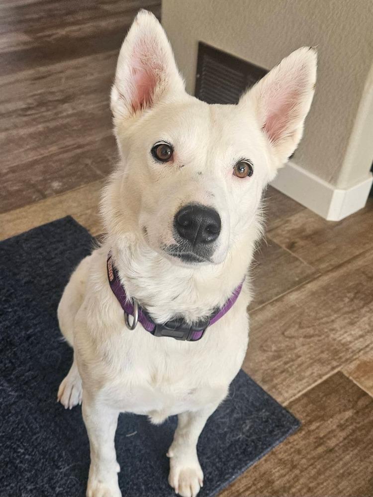 Enlarge Baguette, a Adoptable mixed breed in Sedalia, CO image 4/6