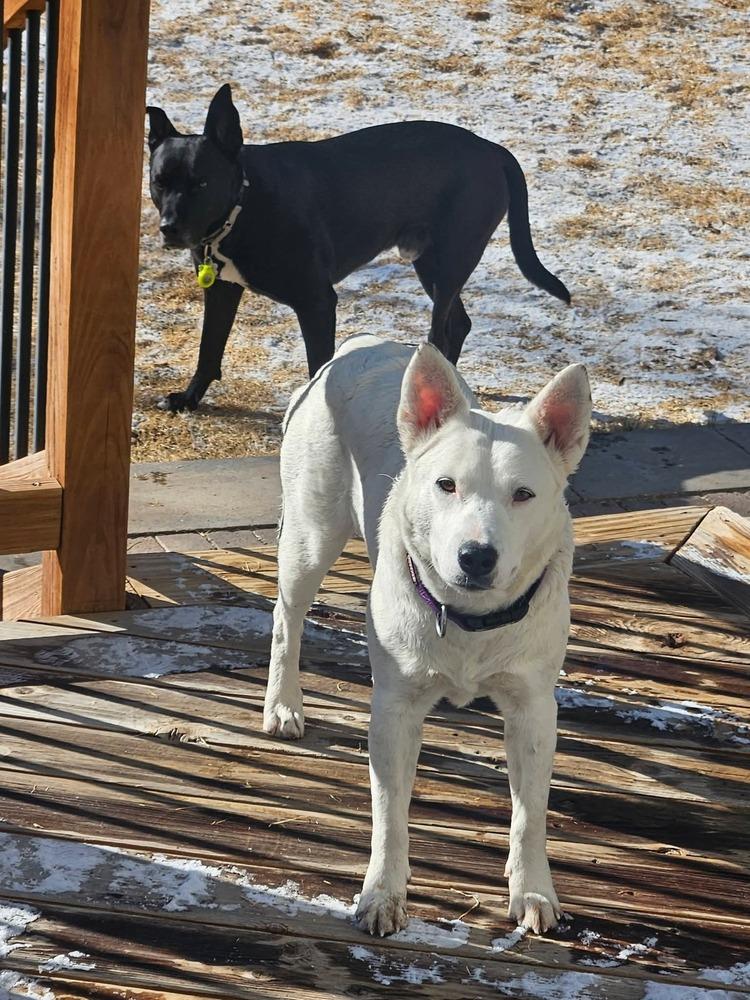Enlarge Baguette, a Adoptable mixed breed in Sedalia, CO image 4/6