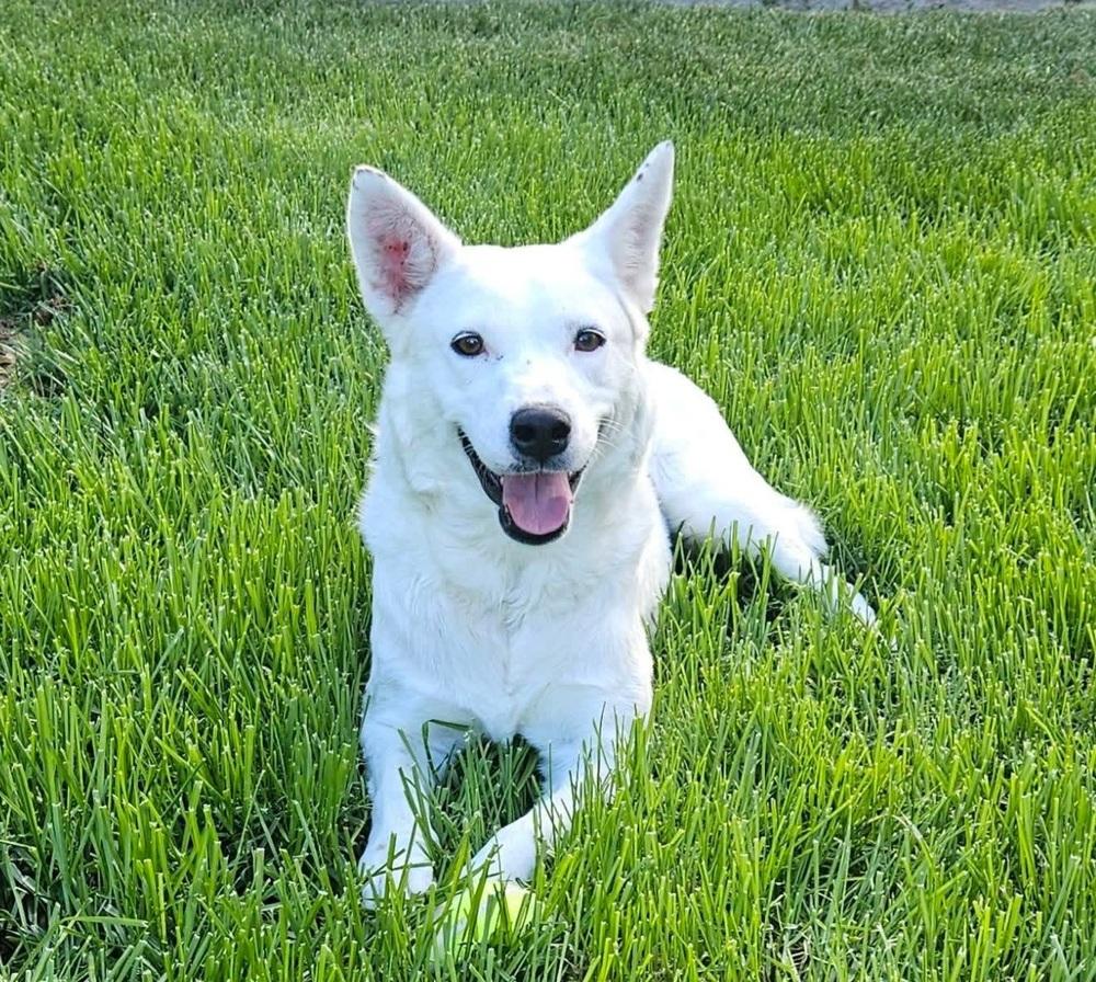 Enlarge Baguette, a Adoptable mixed breed in Sedalia, CO image 5/6