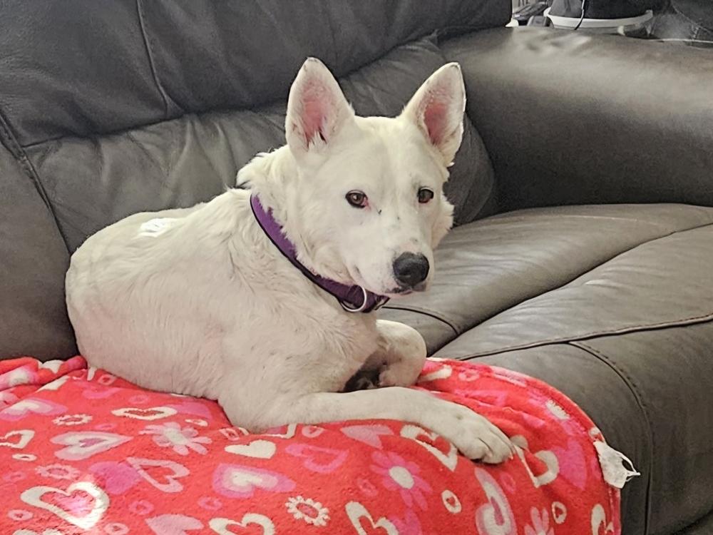 Enlarge Baguette, a Adoptable mixed breed in Sedalia, CO image 5/6