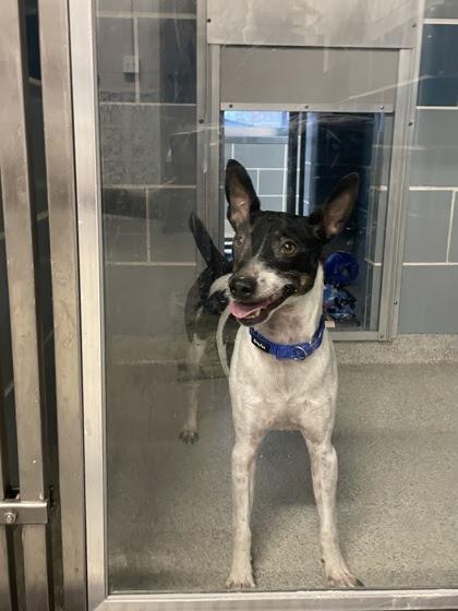 Arlo, ADOPTABLE, Adult Male Jack Russell Terrier.