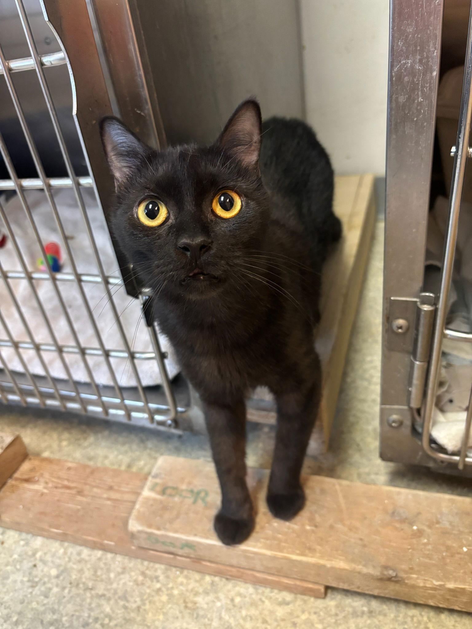 Sassy, a Adoptable American Shorthair in Hopewell, VA image 1/2