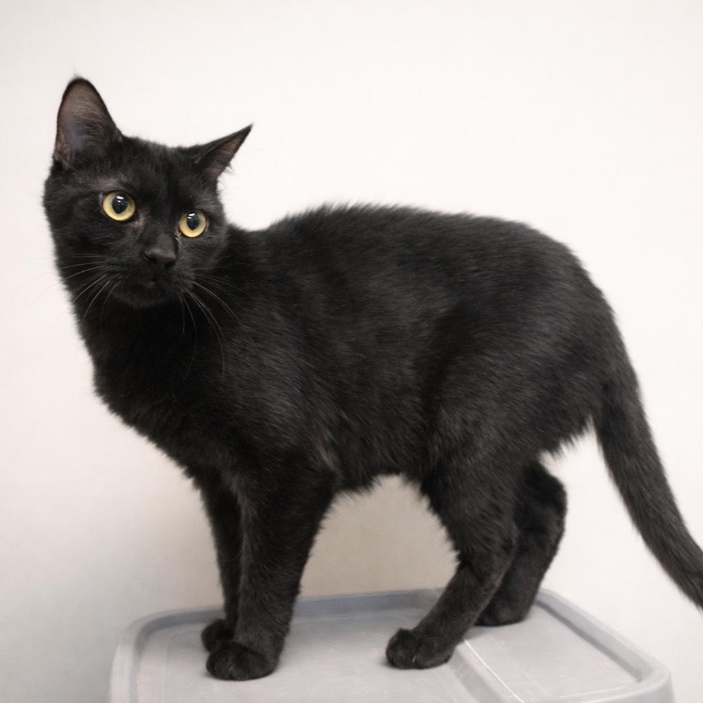 Sassy, a Adoptable American Shorthair in Hopewell, VA image 2/2