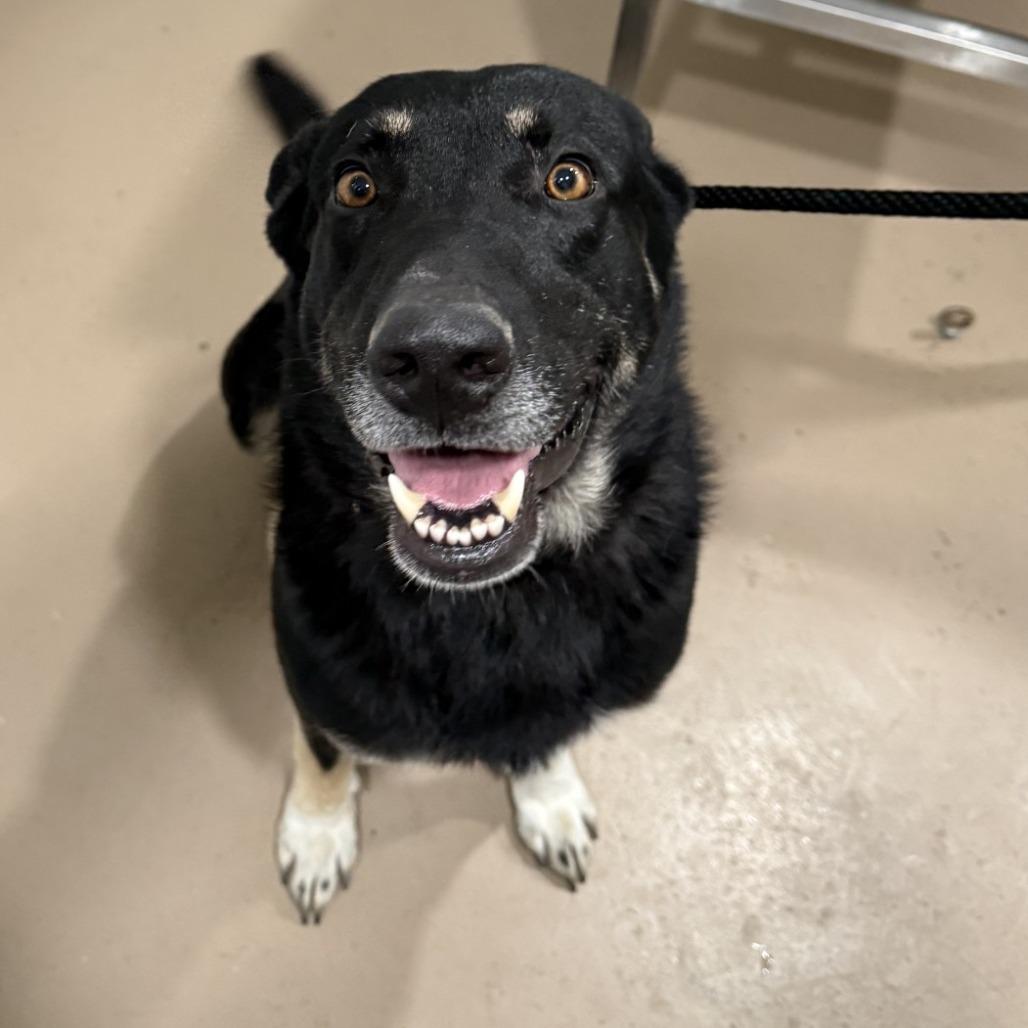 Shadow, Adoptable, Adult Male Shepherd & Mixed Breed.