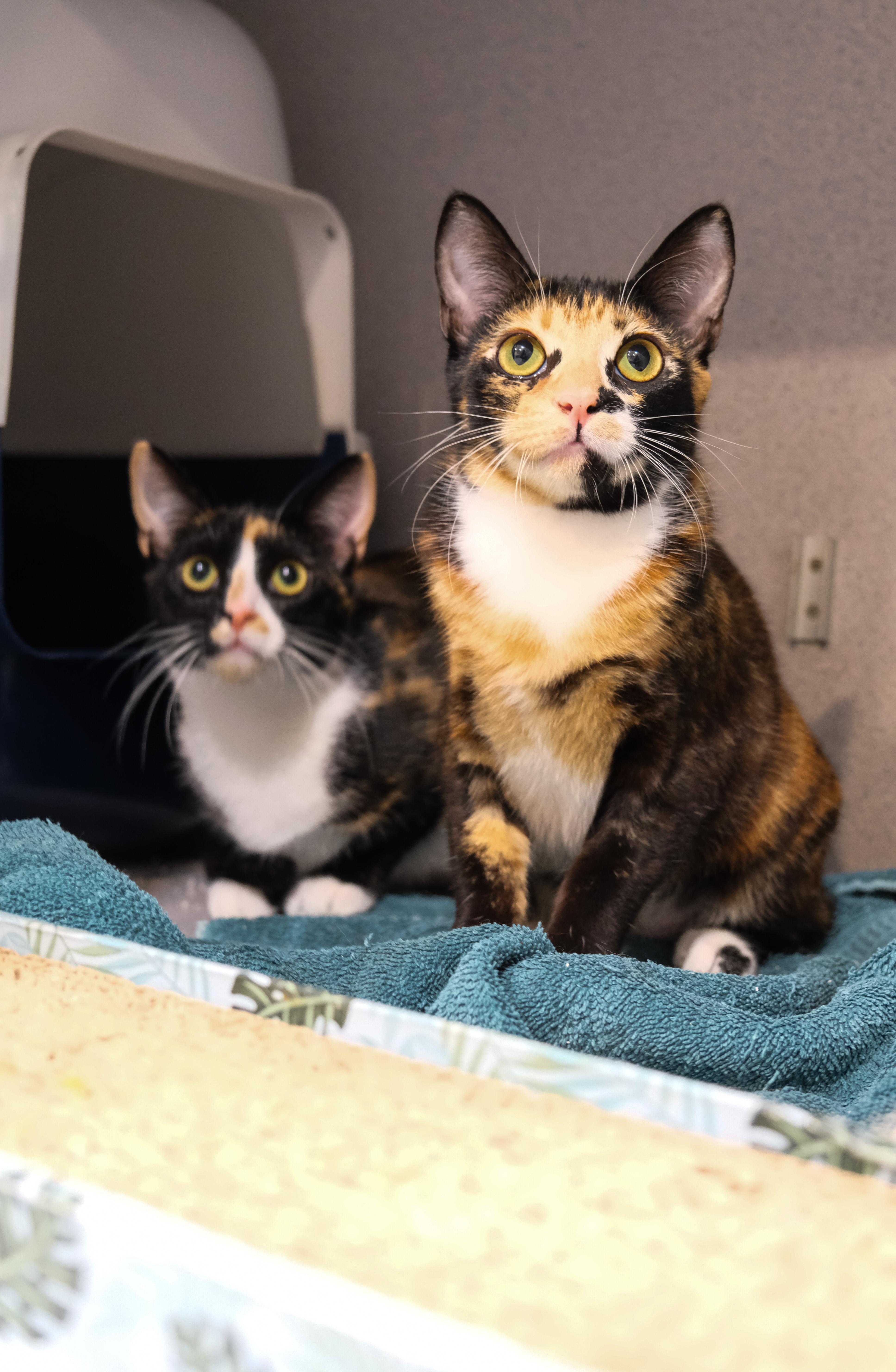 Speckles, a Adoptable mixed breed in Newport Beach, CA image 2/2