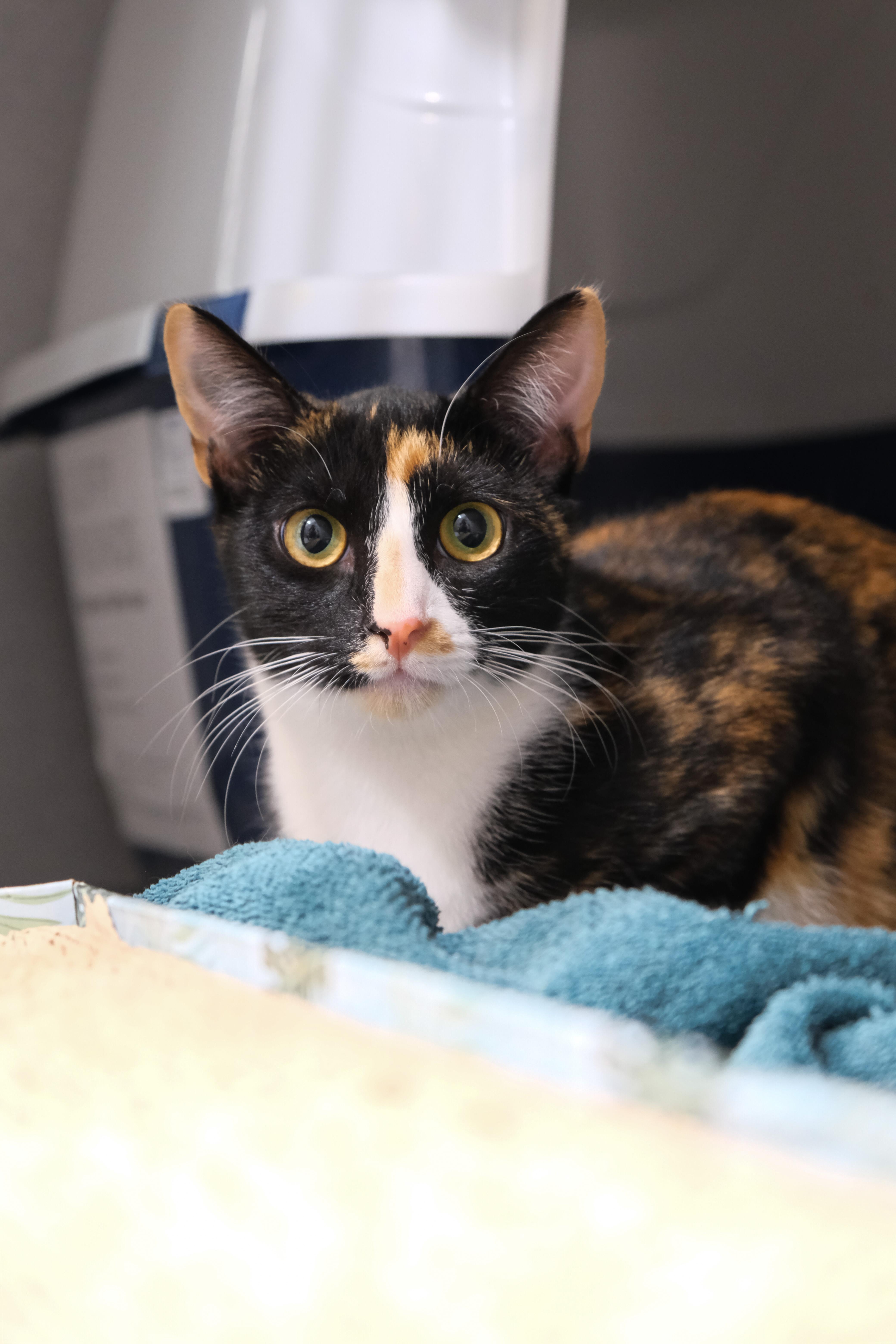 Speckles, a Adoptable mixed breed in Newport Beach, CA image 1/2