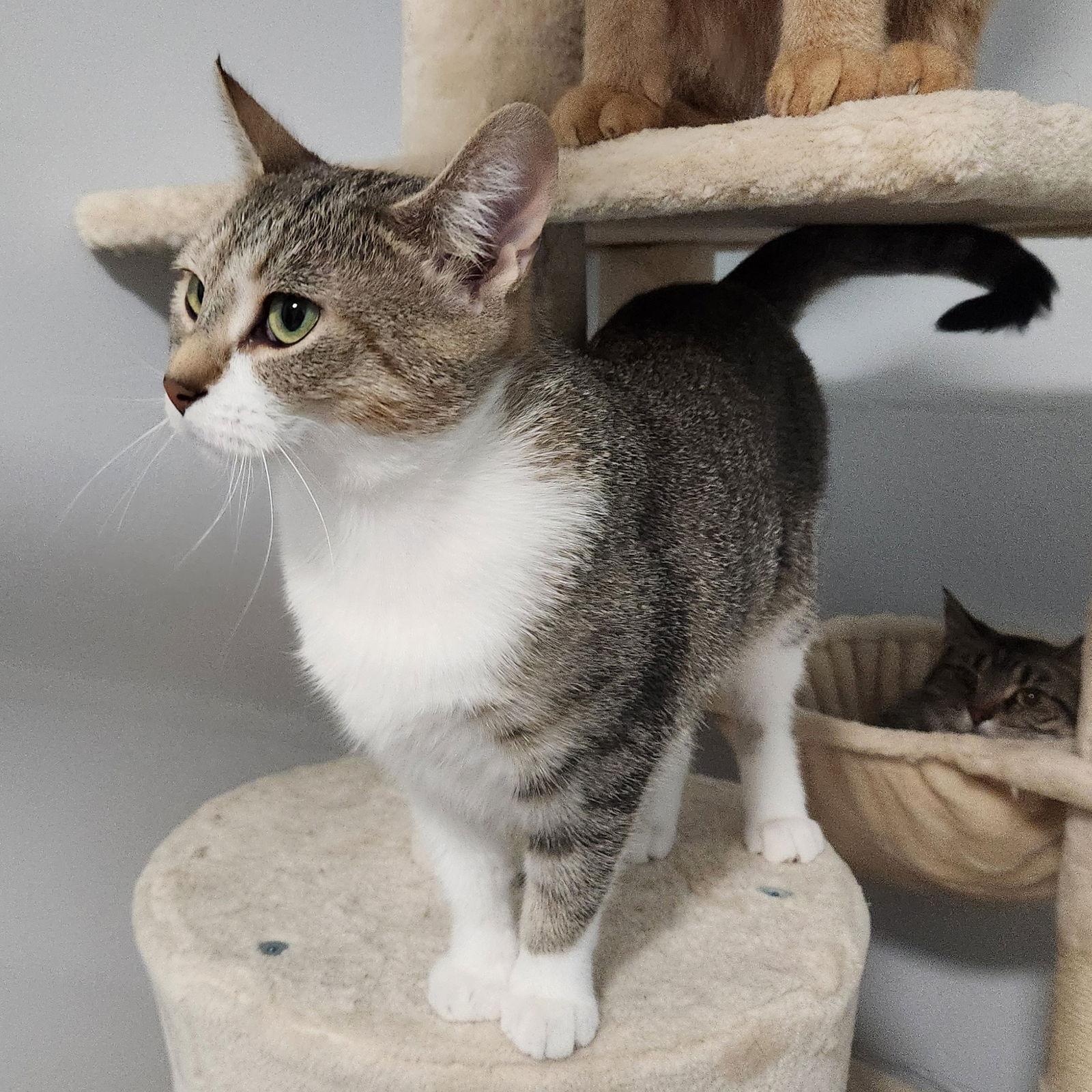 Eloise, Adoptable, Adult Female Domestic Short Hair.