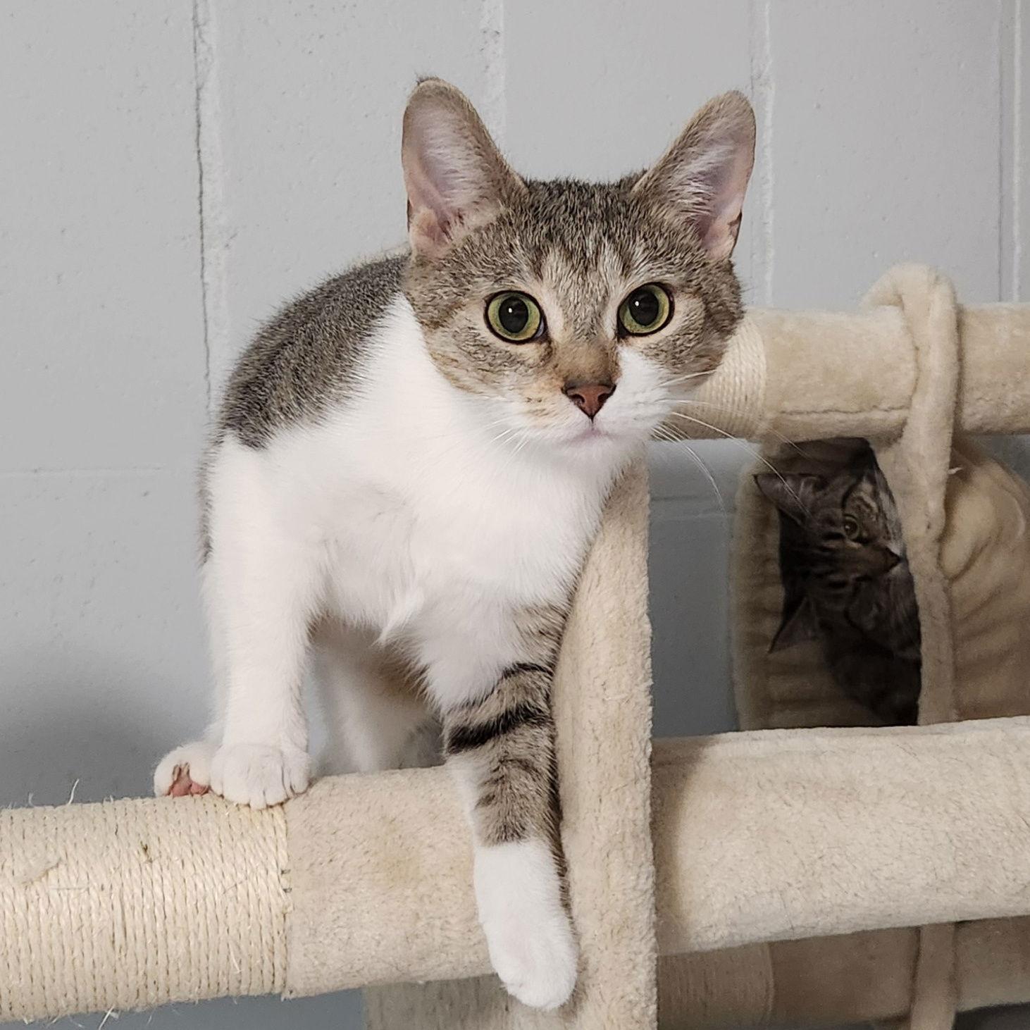 Enlarge Eloise, a Adoptable Domestic Short Hair in Greenfield, IN image 3/3