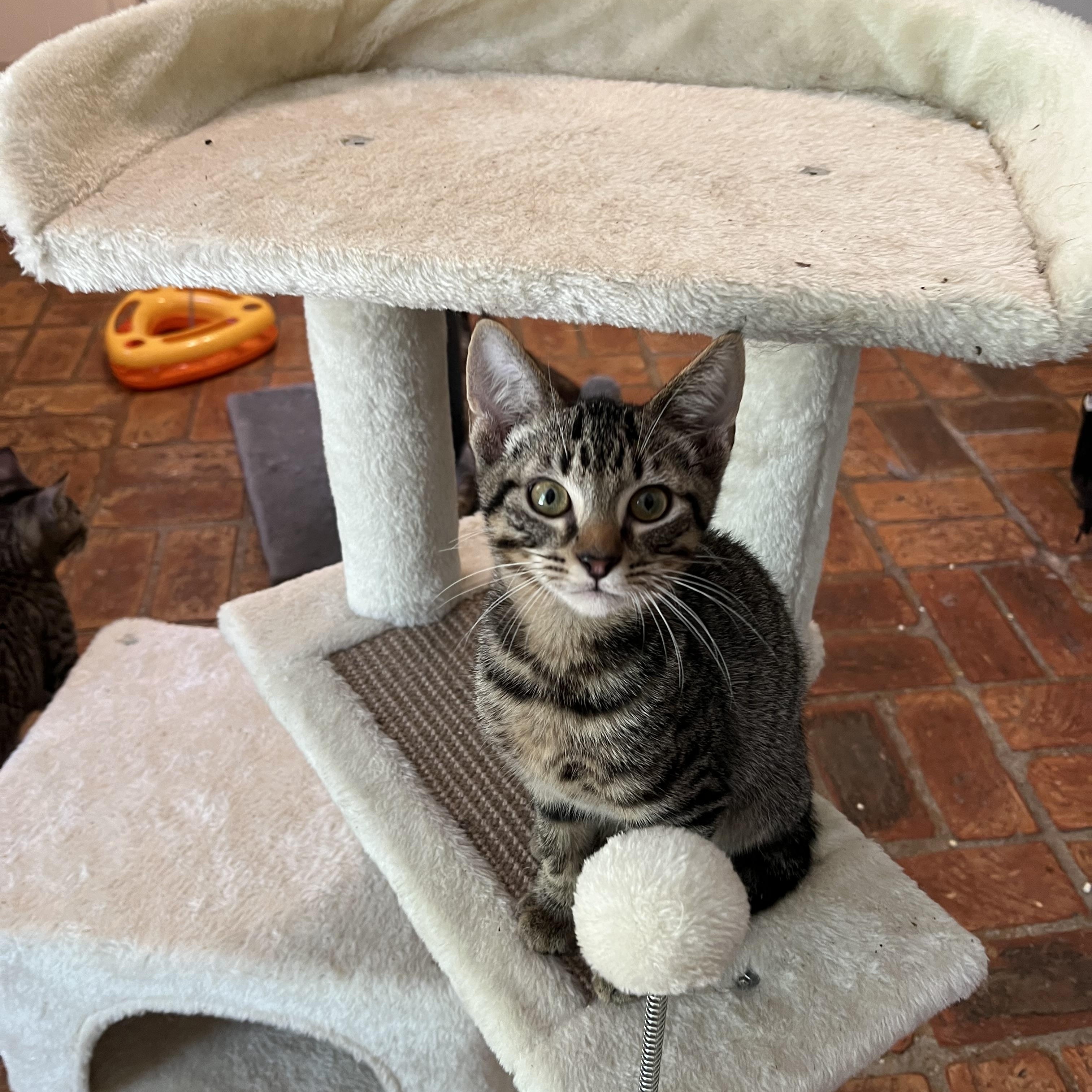 Enlarge Paw Paw (& see Mr. Bones), a Adoptable Tabby in Mobile, AL image 3/4