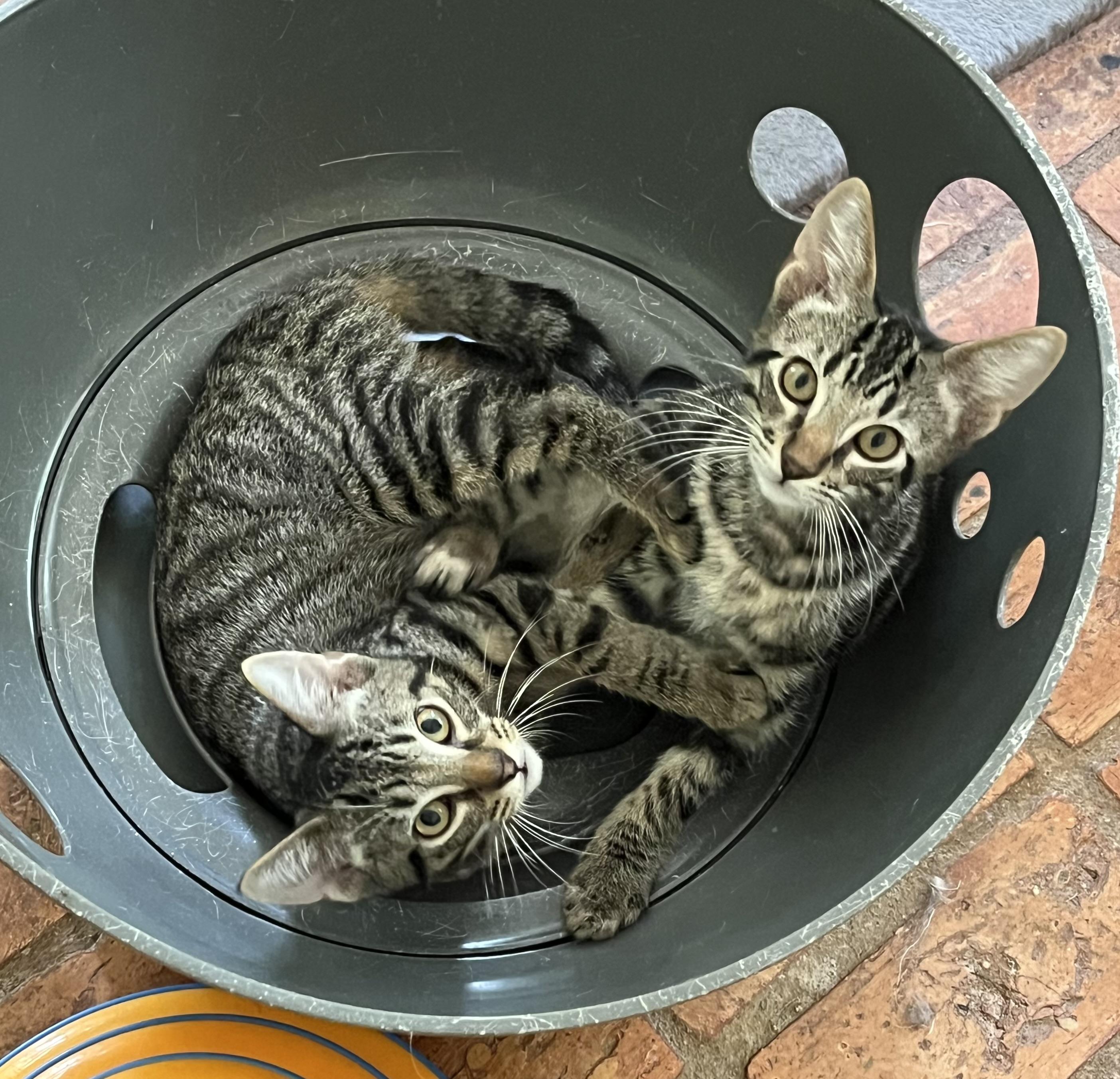 Enlarge Paw Paw (& see Mr. Bones), a Adoptable Tabby in Mobile, AL image 4/4