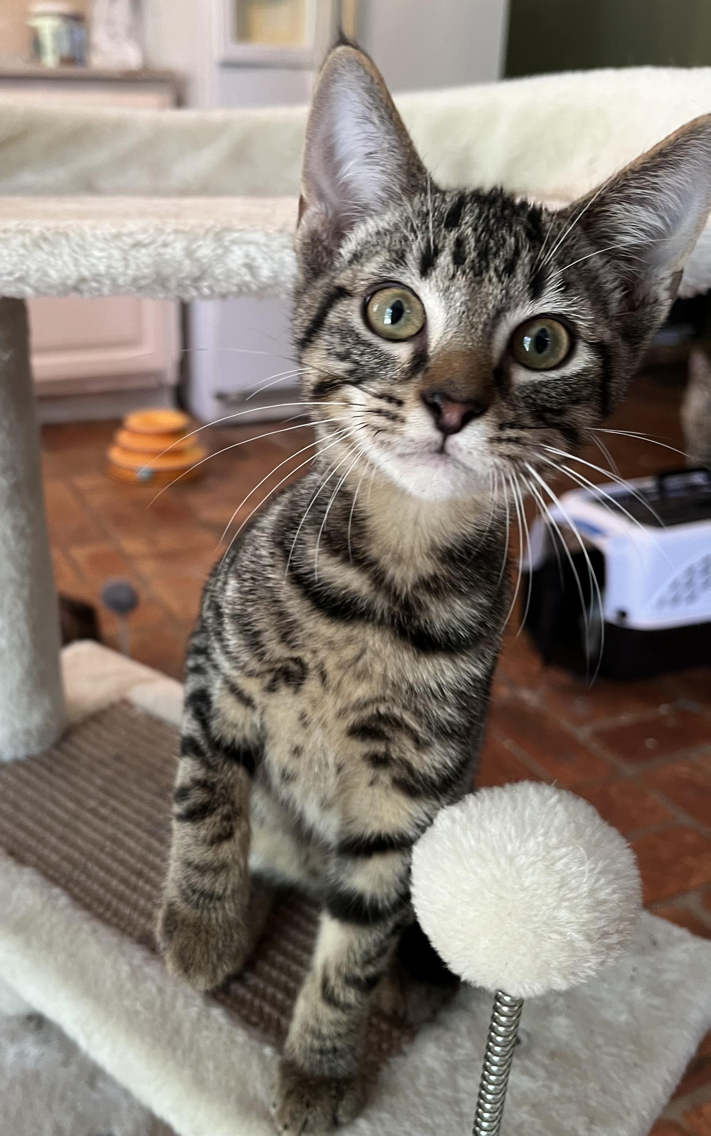 Enlarge Paw Paw (& see Mr. Bones), a Adoptable Tabby in Mobile, AL image 2/4