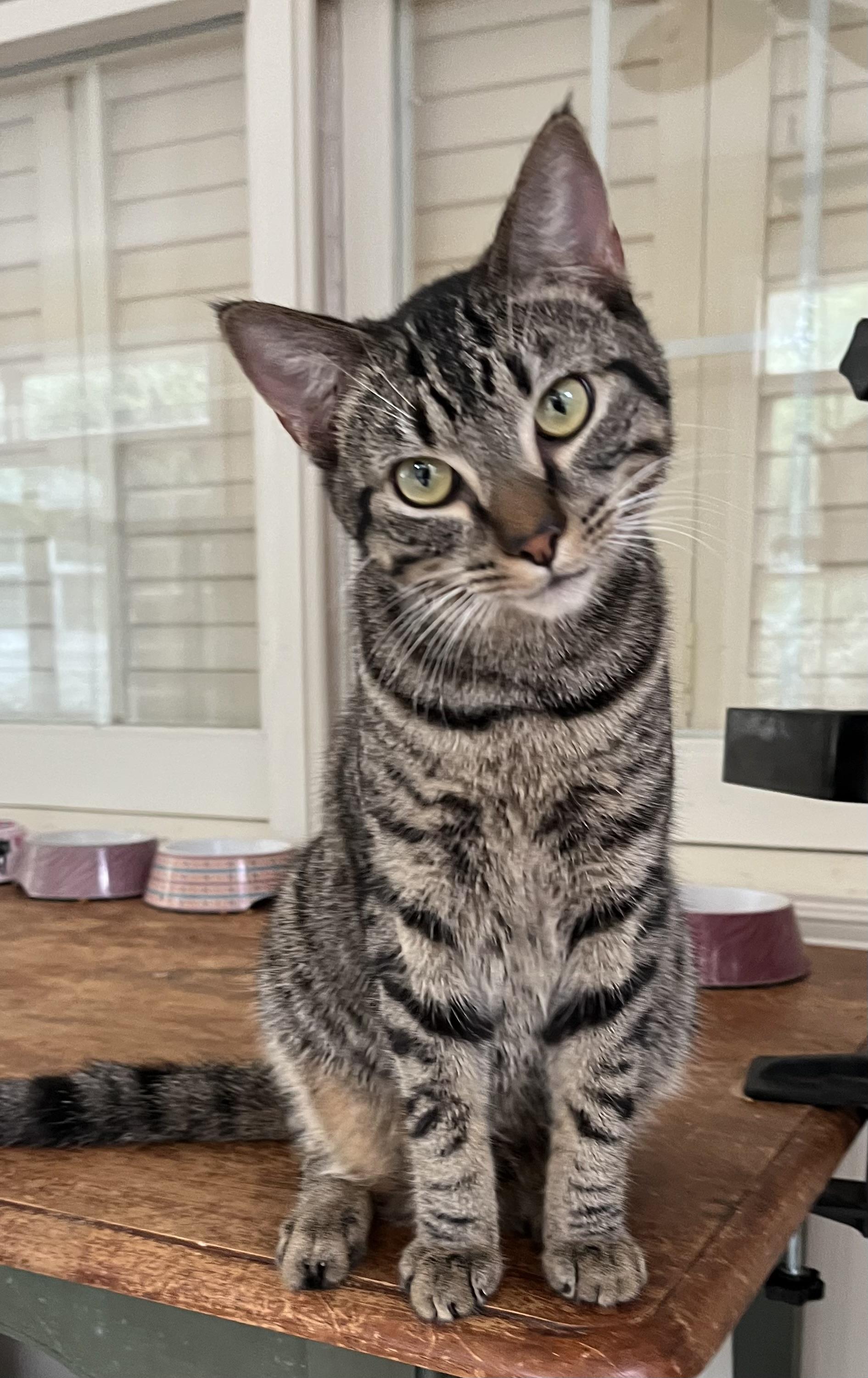 Enlarge Paw Paw (& see Mr. Bones), a Adoptable Tabby in Mobile, AL image 1/4