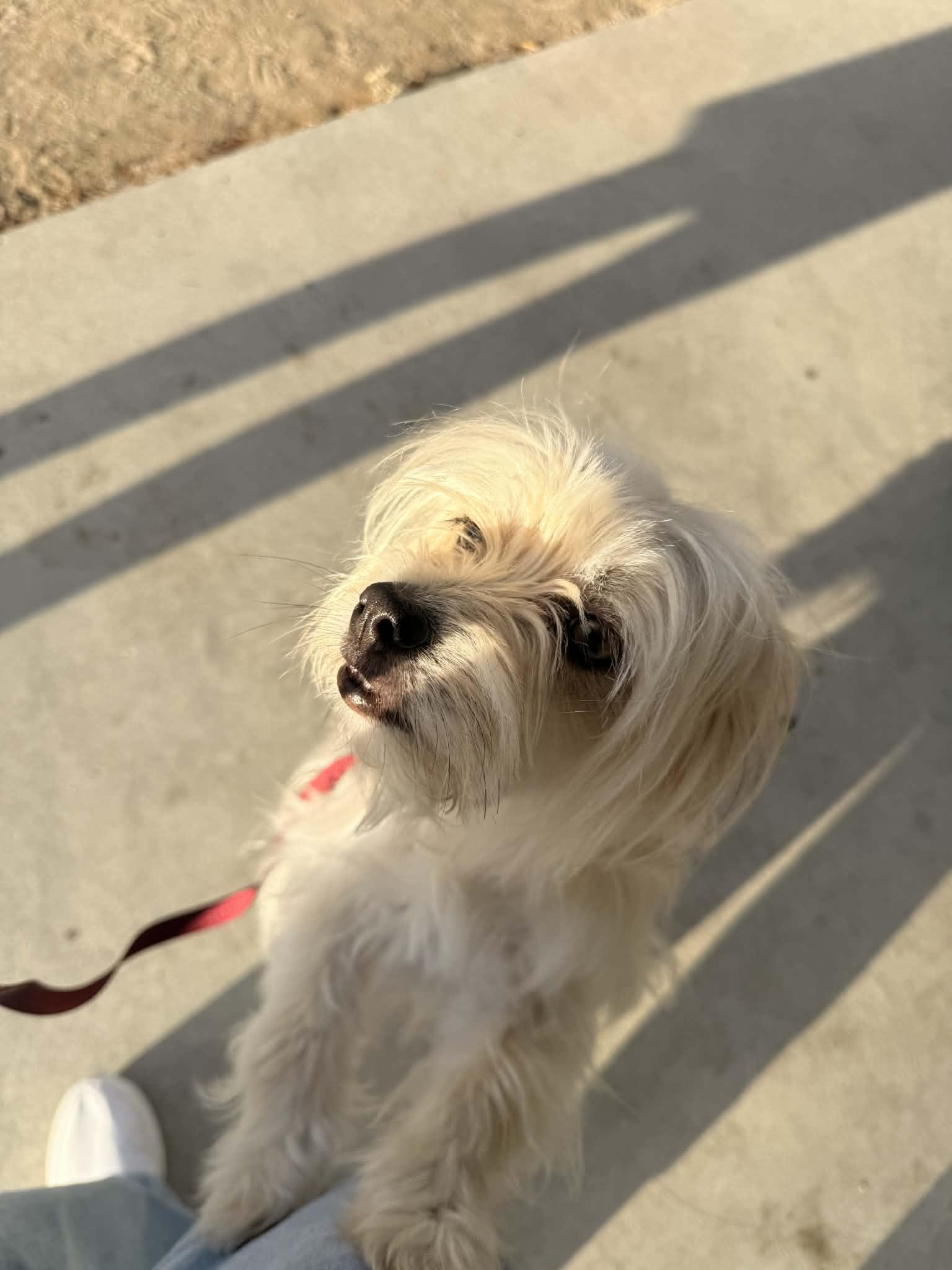 Enlarge Ladonna, an adopted mixed breed in Beavercreek, OR image 2/6