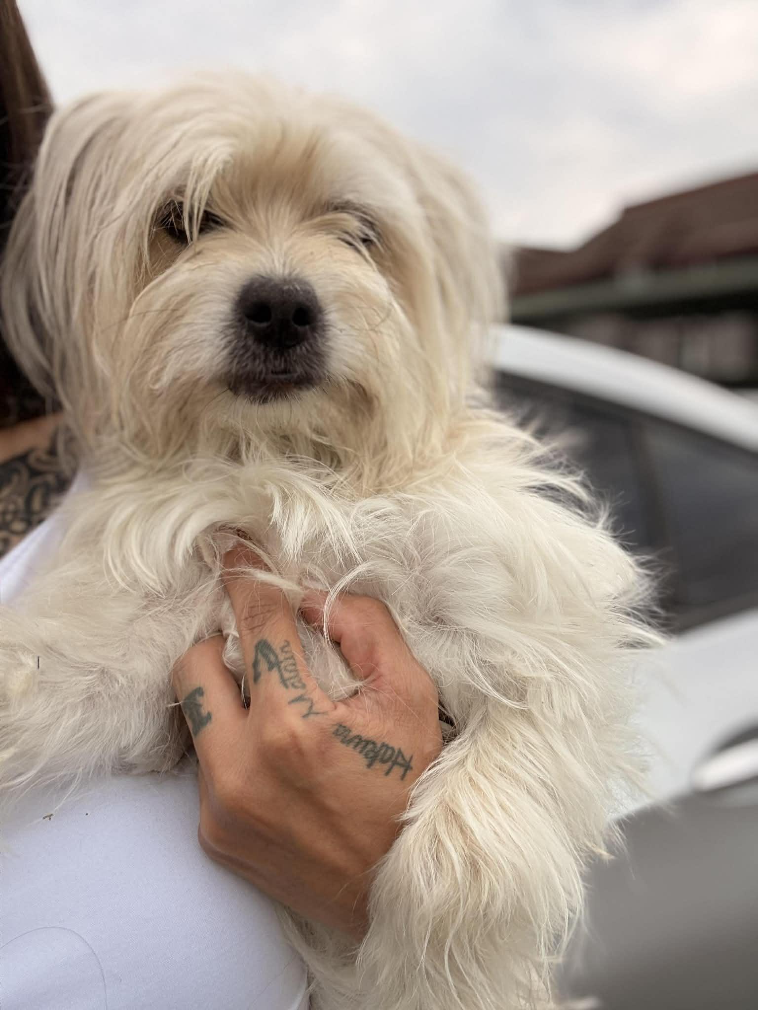 Ladonna, adopted, Adult Female Maltese & Havanese.
