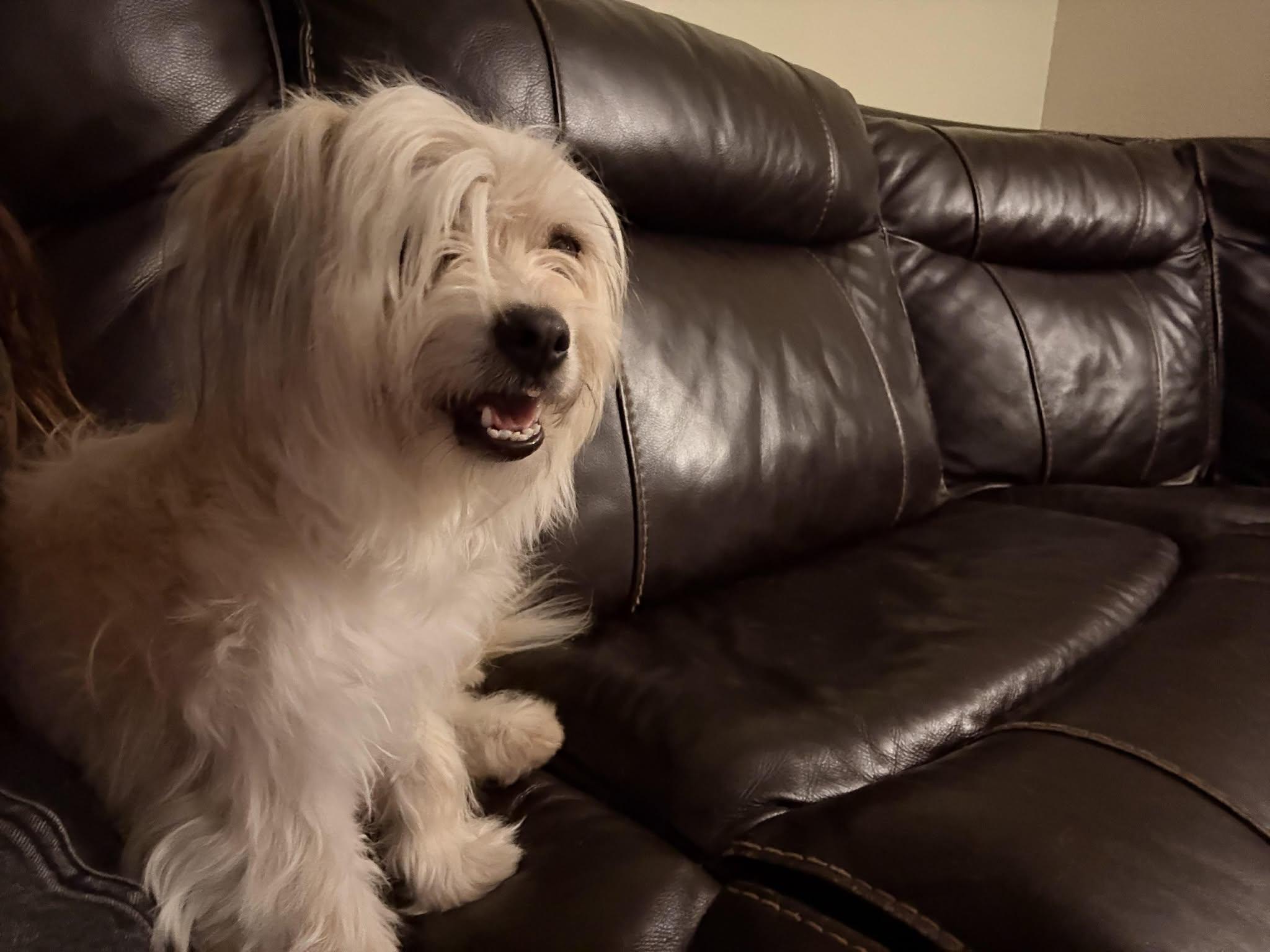 Enlarge Ladonna, an adopted mixed breed in Beavercreek, OR image 6/6