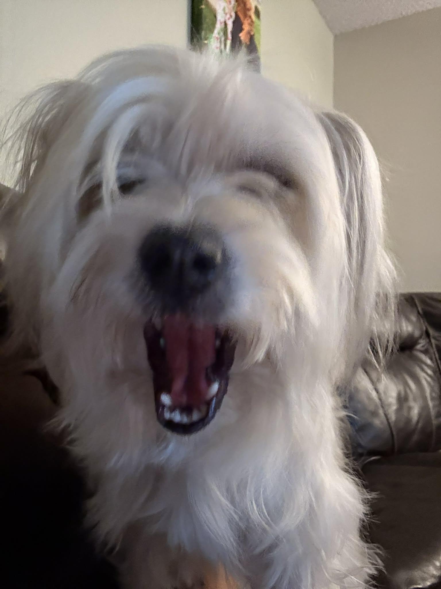 Enlarge Ladonna, an adopted mixed breed in Beavercreek, OR image 4/6