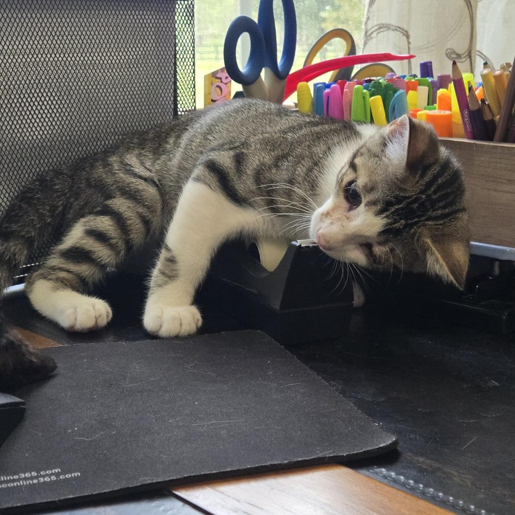 Uno, Adoptable, Kitten Male Domestic Medium Hair.