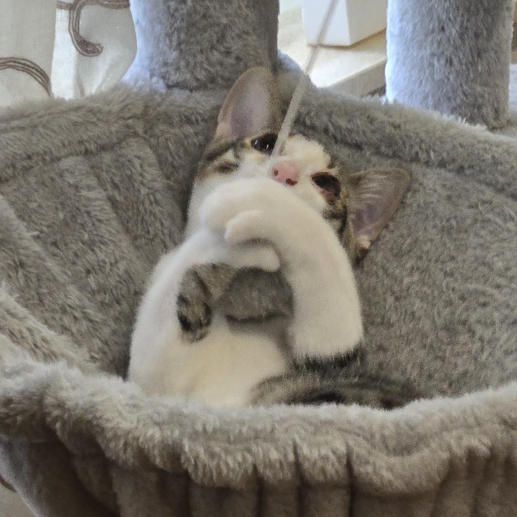 Uno, a Adoptable Domestic Medium Hair in Jupiter, FL image 2/6