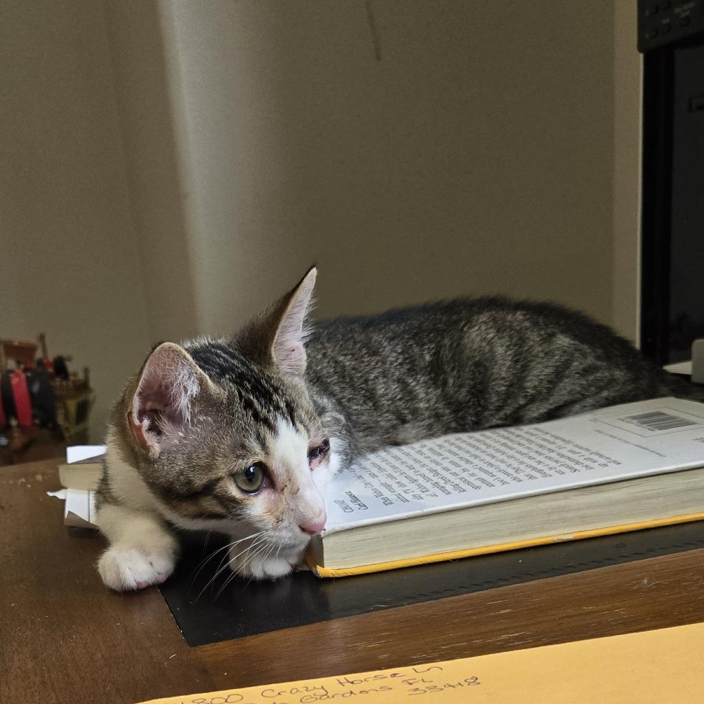 Uno, a Adoptable Domestic Medium Hair in Jupiter, FL image 3/6