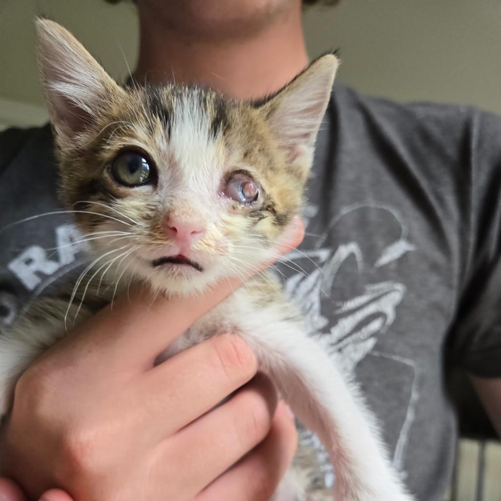 Uno, a Adoptable Domestic Medium Hair in Jupiter, FL image 4/6