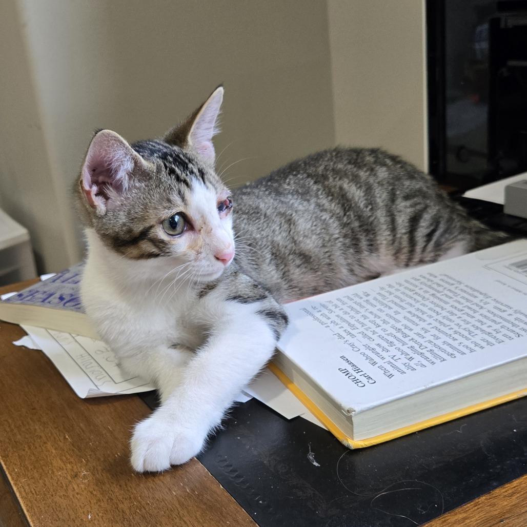 Uno, a Adoptable Domestic Medium Hair in Jupiter, FL image 5/6