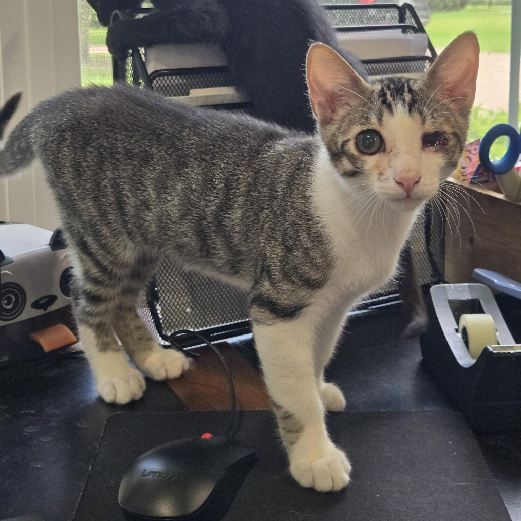Uno, a Adoptable Domestic Medium Hair in Jupiter, FL image 6/6
