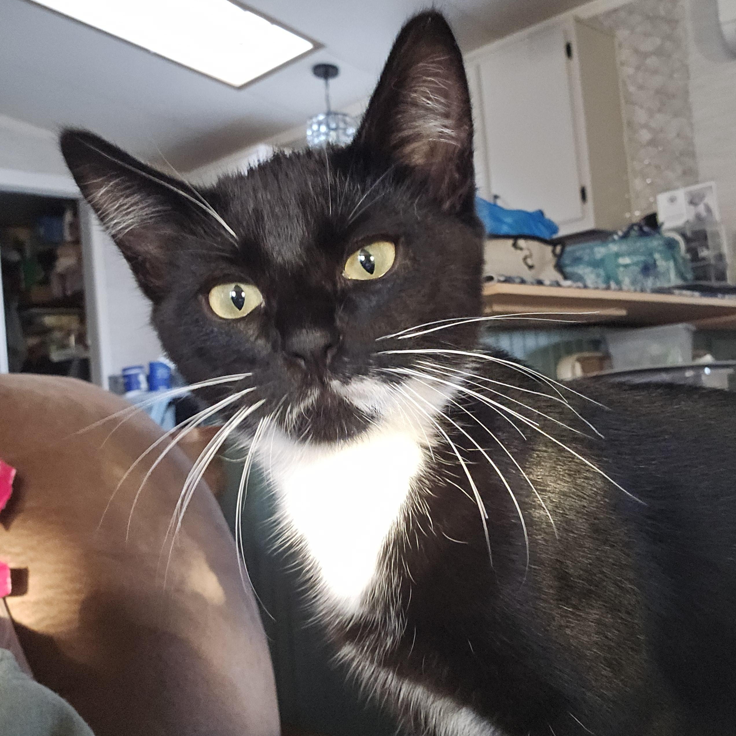 Enlarge Emory C-10758 KJ (Bonded with Eli), a Adoptable American Shorthair in Burlington, WA image 1/3