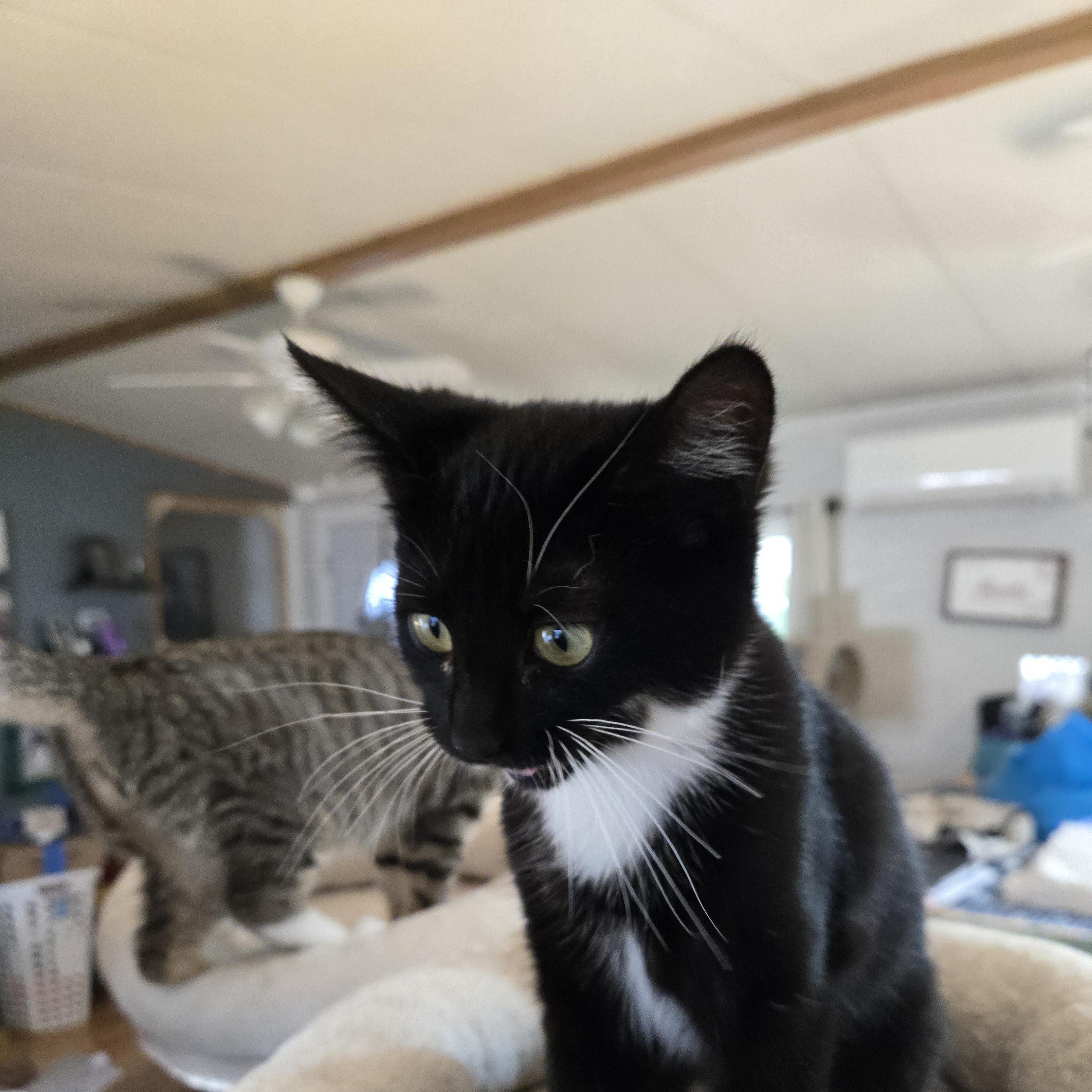 Enlarge Emory C-10758 KJ (Bonded with Eli), a Adoptable American Shorthair in Burlington, WA image 2/3