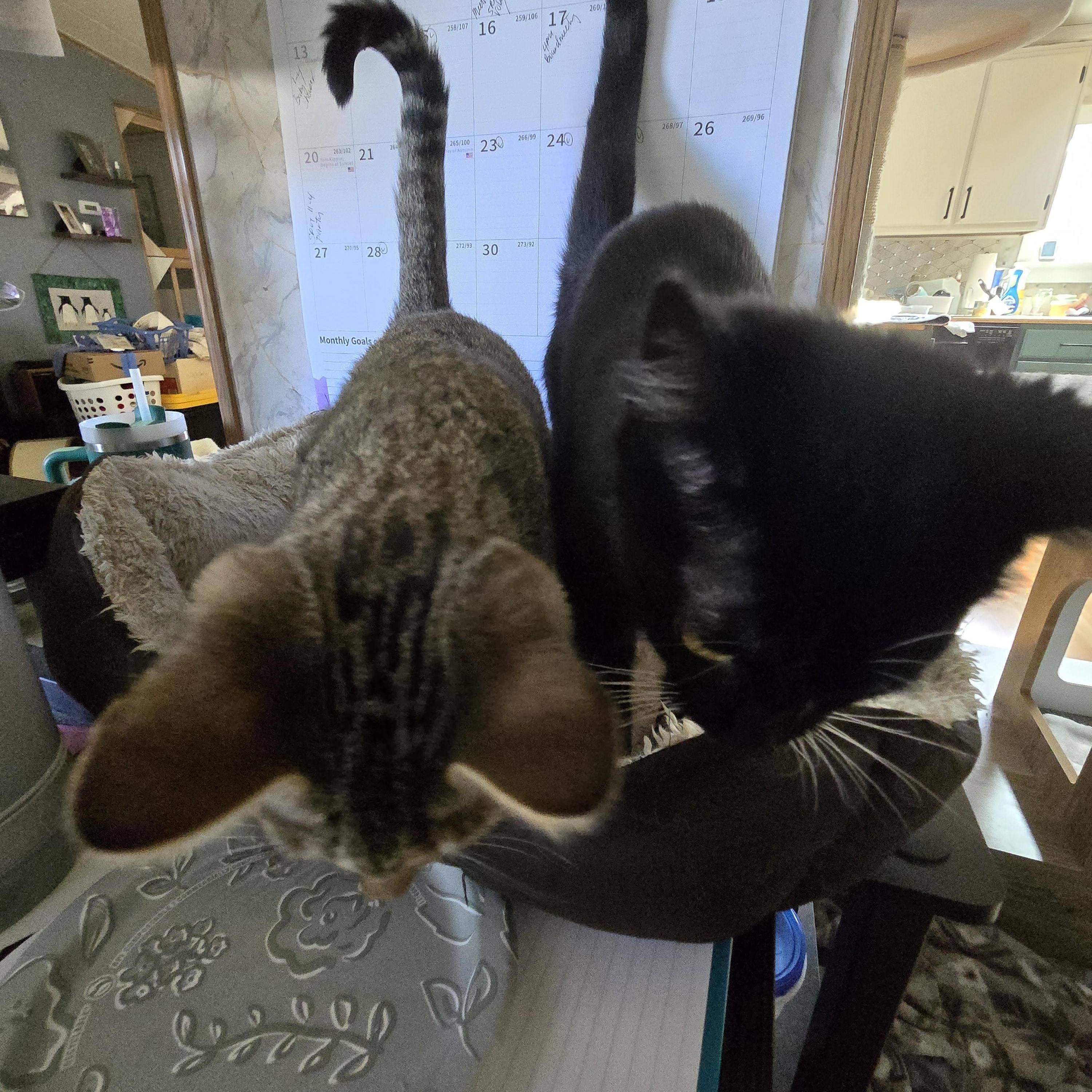 Enlarge Emory C-10758 KJ (Bonded with Eli), a Adoptable American Shorthair in Burlington, WA image 3/3