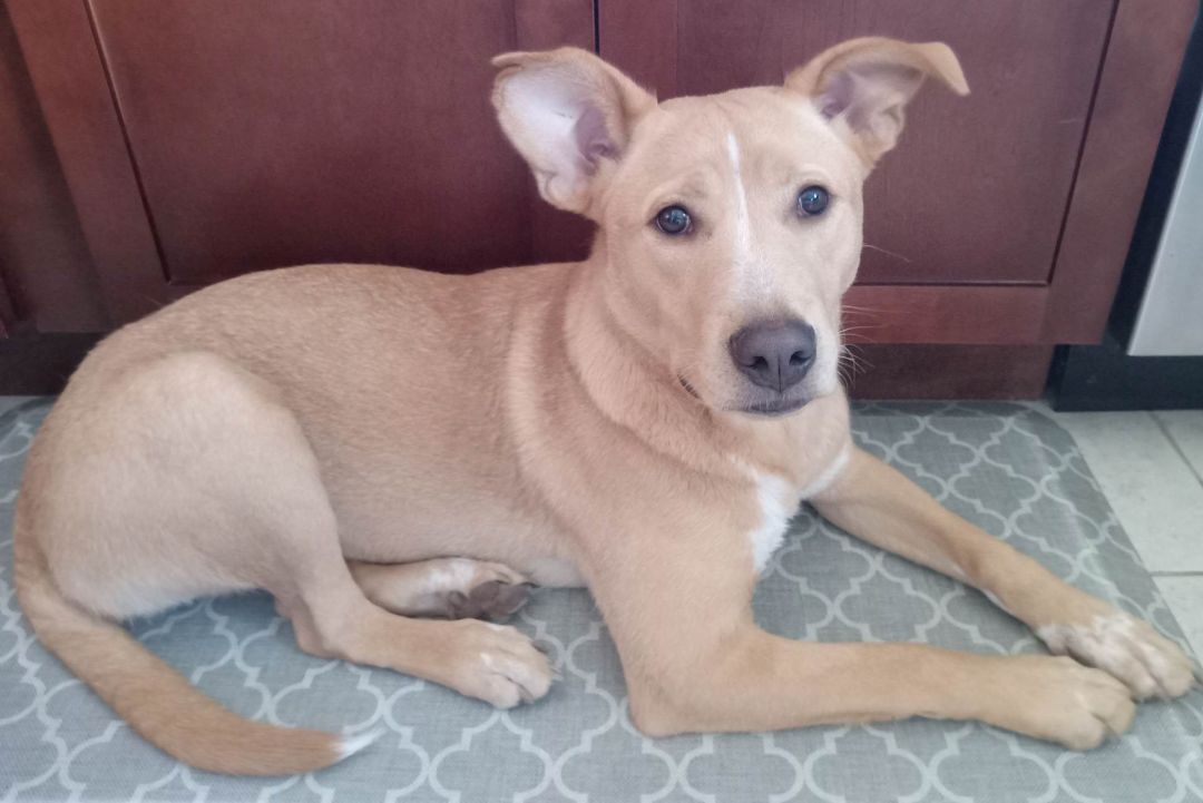 Sadie, a Adoptable mixed breed in London, ON image 4/5