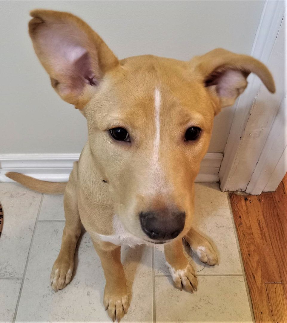 Sadie, a Adoptable mixed breed in London, ON image 5/5