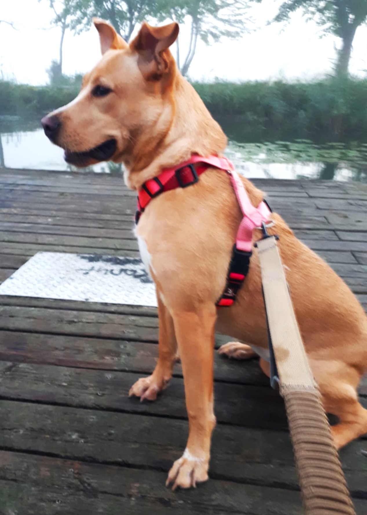 Sadie, a Adoptable mixed breed in London, ON image 3/5