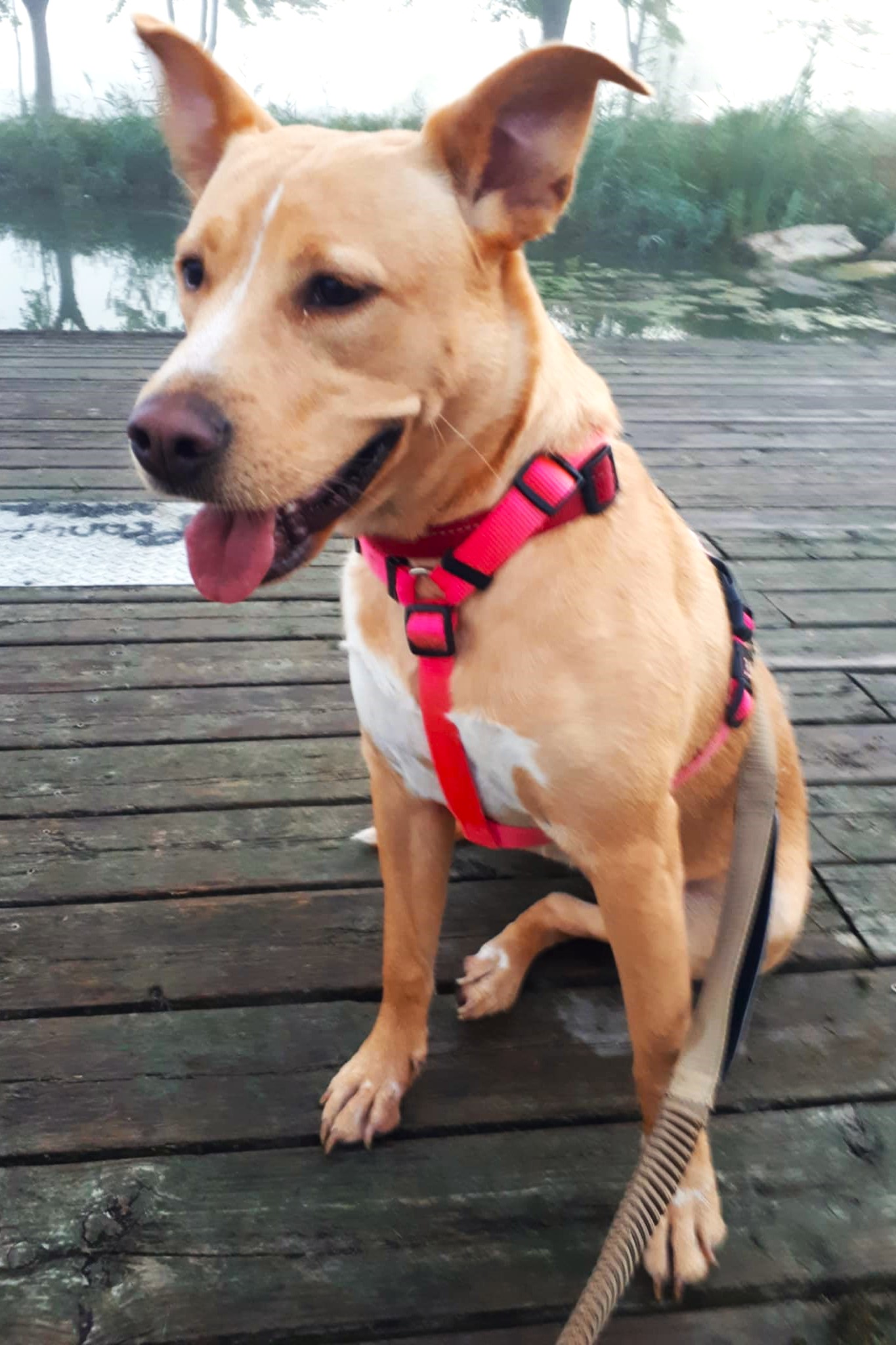 Sadie, a Adoptable mixed breed in London, ON image 2/5