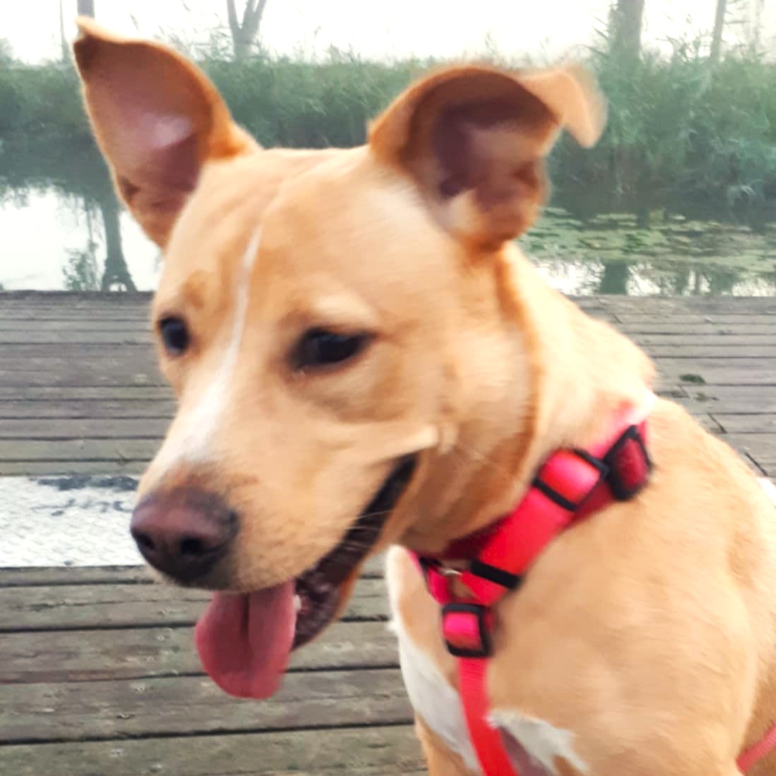 Sadie, a Adoptable mixed breed in London, ON image 1/5