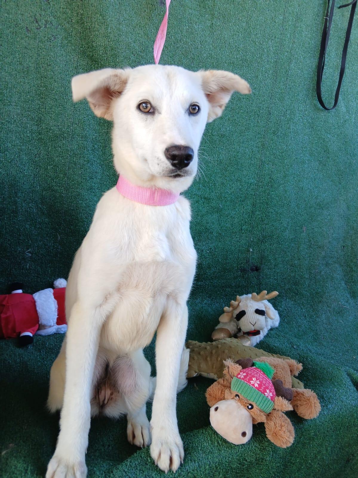 Enlarge Breeze, a ADOPTABLE mixed breed in Los Angeles, CA image 2/4