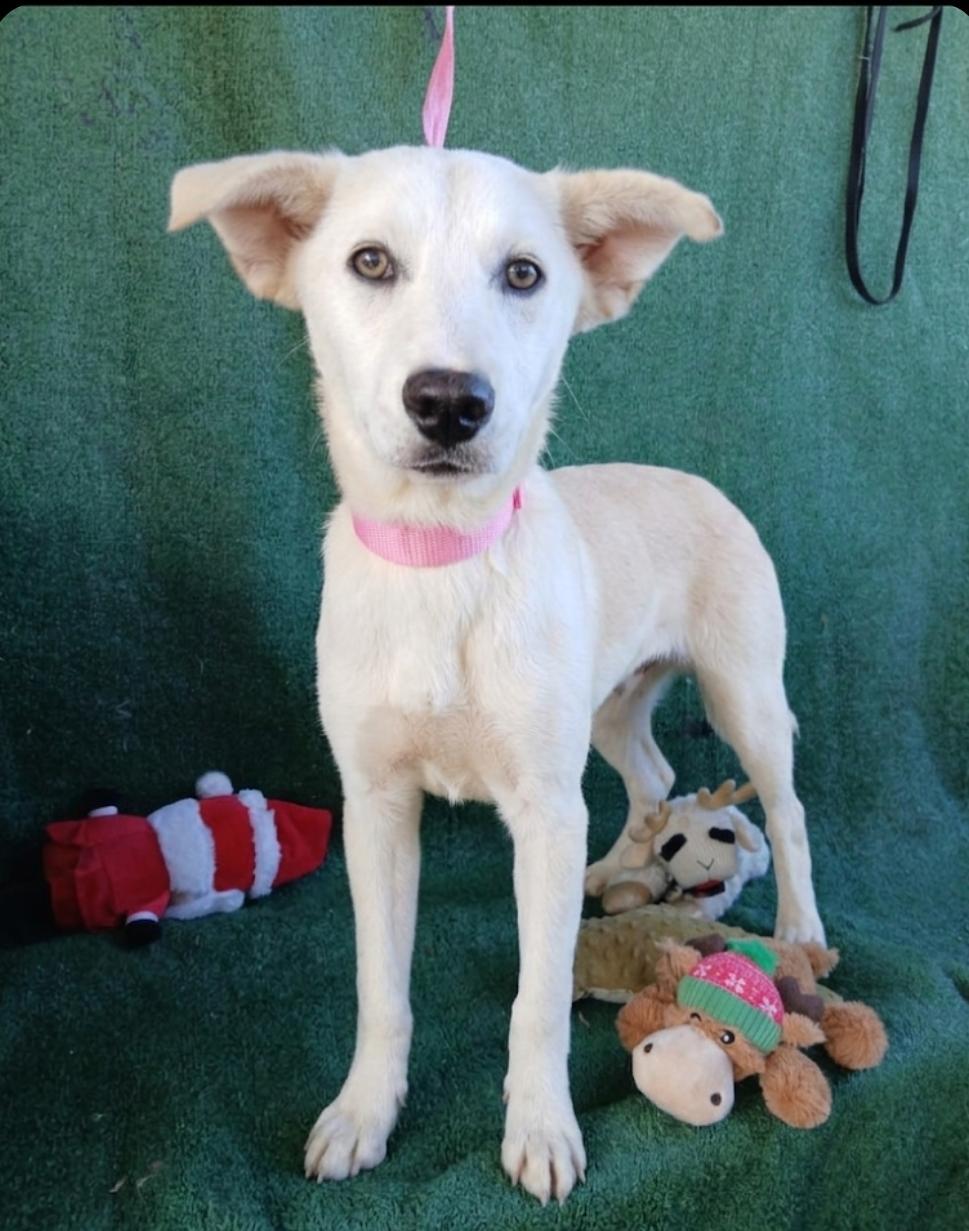 Enlarge Breeze, a ADOPTABLE mixed breed in Los Angeles, CA image 3/4