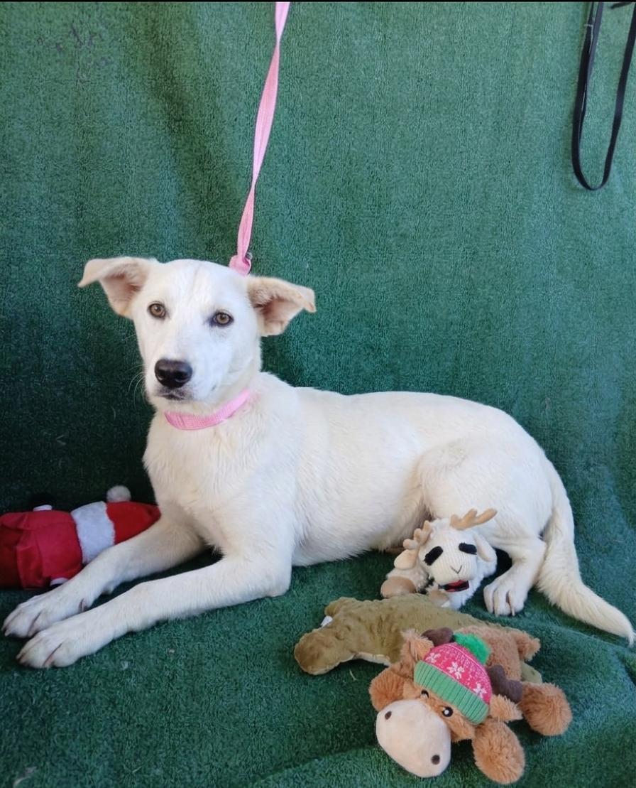 Breeze, ADOPTABLE, Adult Female Labrador Retriever.