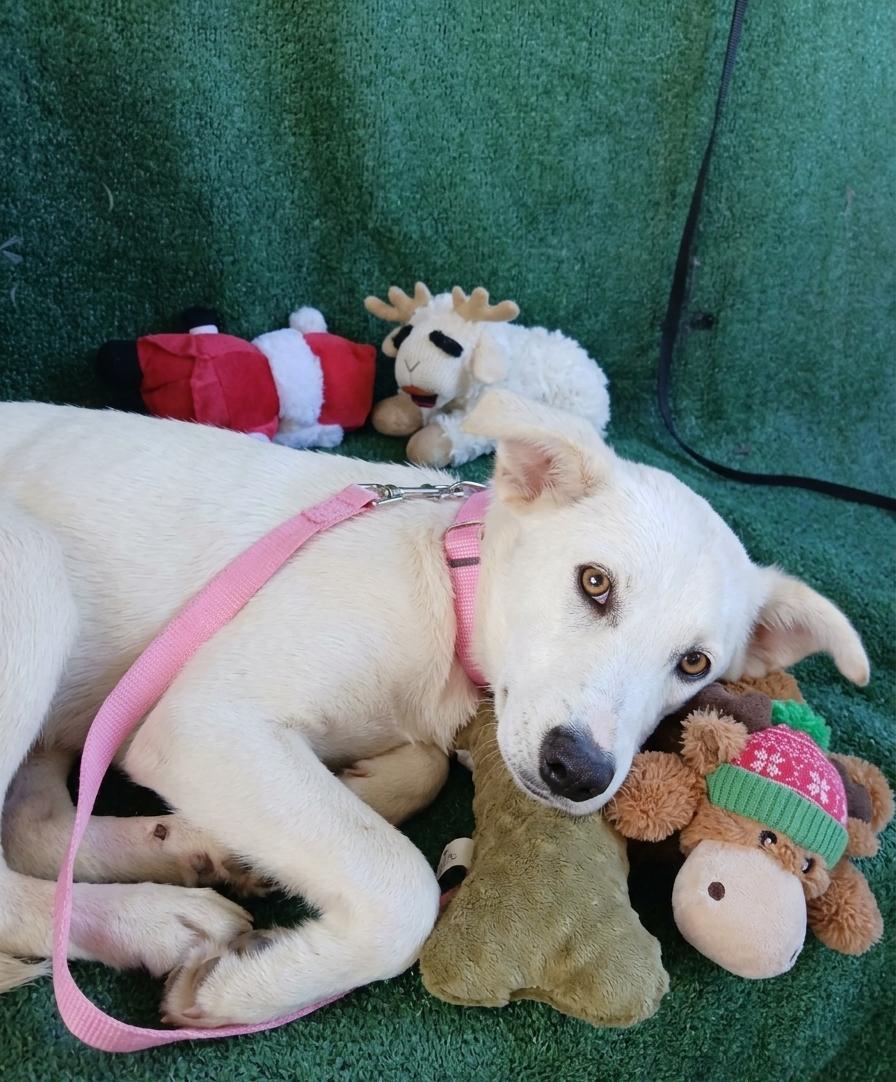Enlarge Breeze, a ADOPTABLE mixed breed in Los Angeles, CA image 4/4