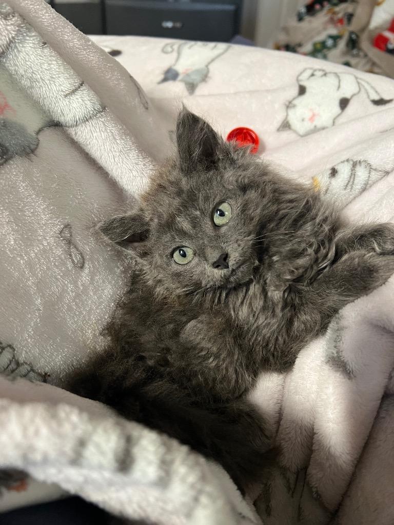 Shaboozey, Adoptable, Young Male Domestic Medium Hair.