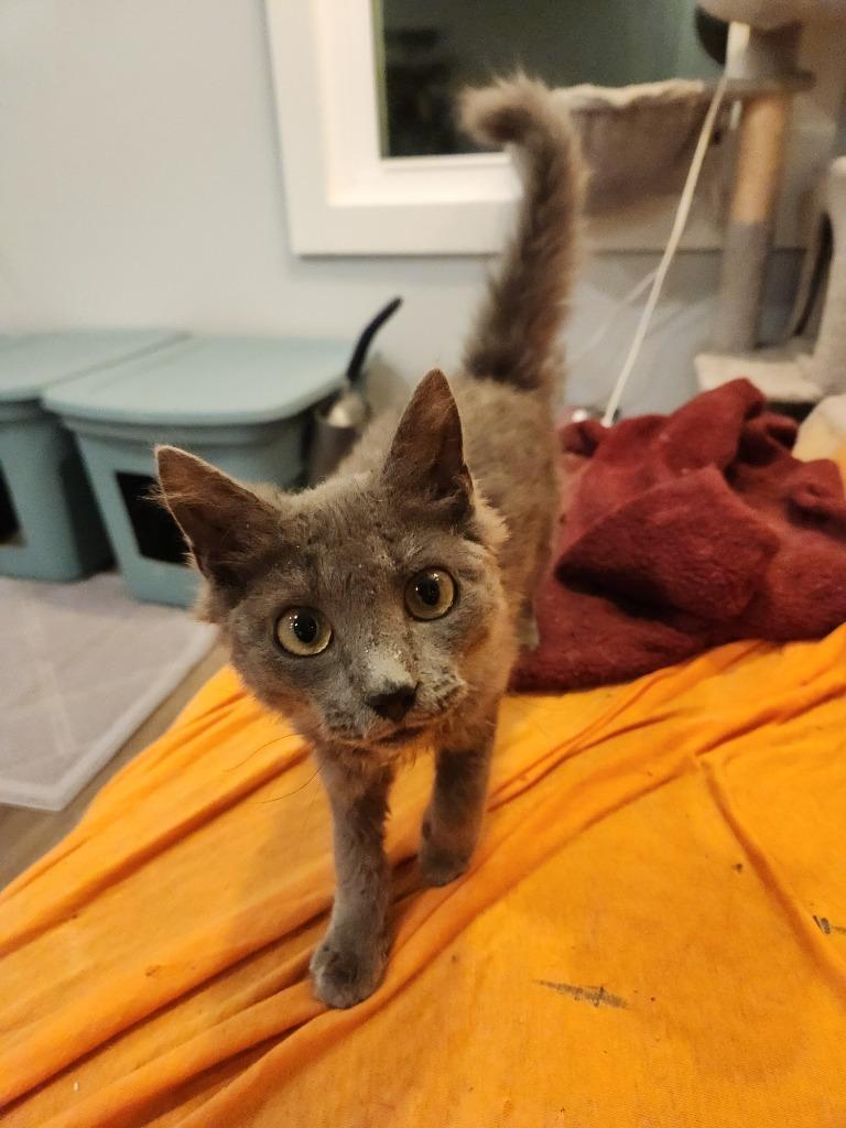 Enlarge Shaboozey, a Adoptable mixed breed in Newnan, GA image 2/3