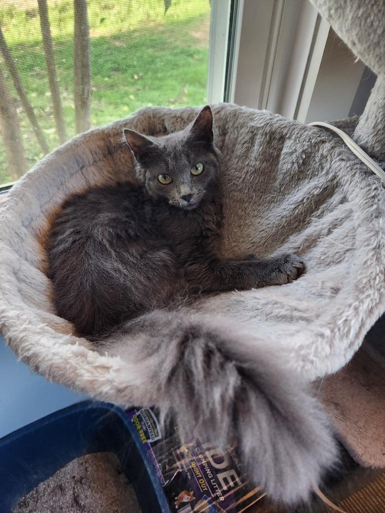 Enlarge Shaboozey, a Adoptable mixed breed in Newnan, GA image 3/3