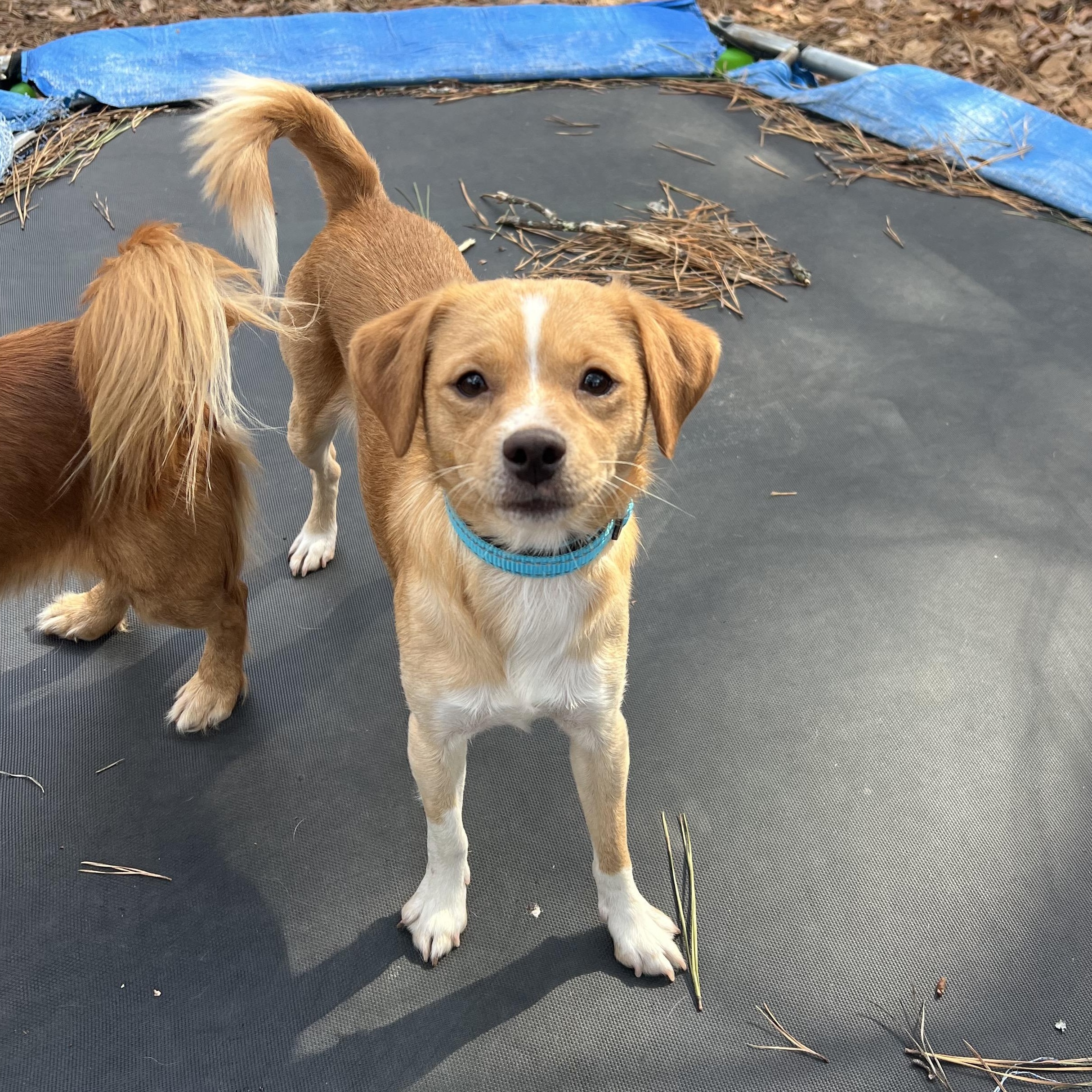 Scout, an adopted mixed breed in Cedar Mountain, NC image 5/6